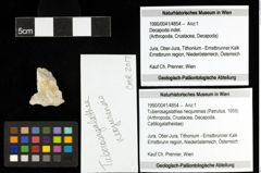 Foto (Objekt + Etiketten) von Tuberosagalathea neojurensis (Patrulius, 1959) 